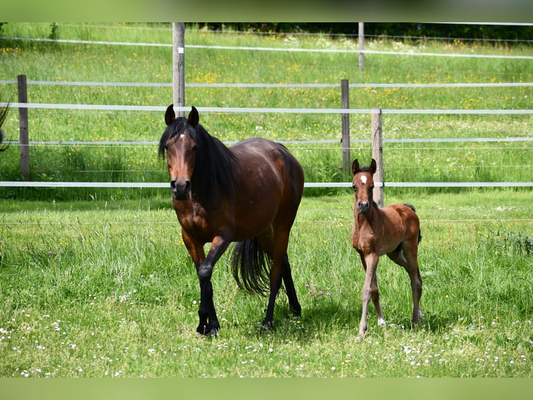 Purosangue arabo Giumenta 6 Anni 152 cm Baio scuro in Reichshof