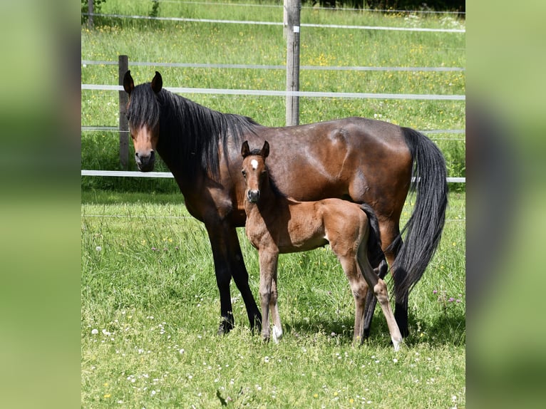 Purosangue arabo Giumenta 6 Anni 152 cm Baio scuro in Reichshof