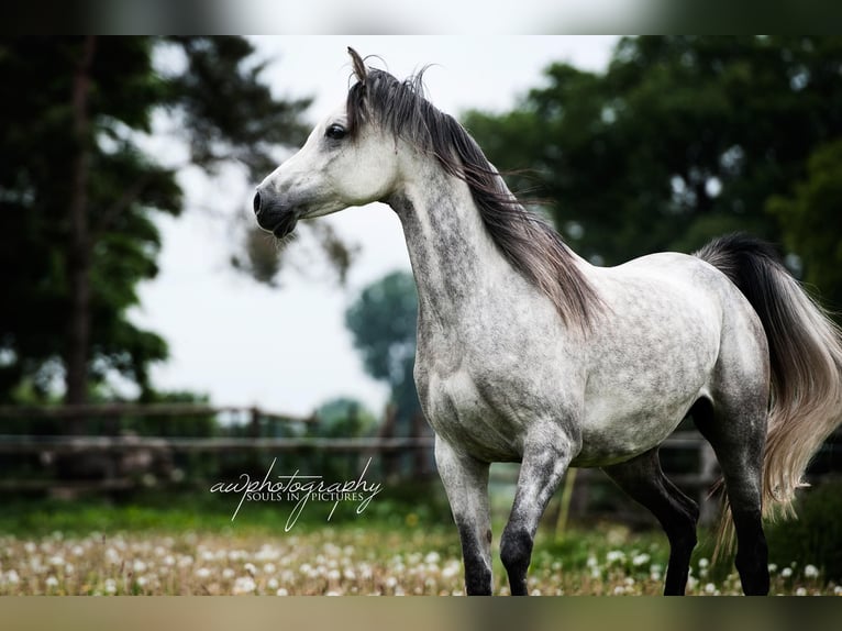 Purosangue arabo Giumenta 6 Anni 153 cm Baio in Wangerland