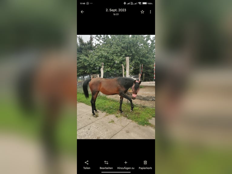 Purosangue arabo Giumenta 6 Anni 153 cm Baio scuro in Jüterbog