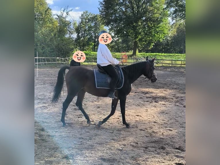 Purosangue arabo Giumenta 6 Anni 153 cm Baio scuro in Jüterbog