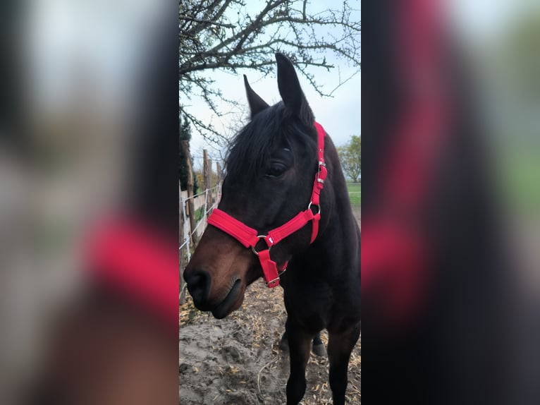 Purosangue arabo Giumenta 6 Anni 153 cm Baio scuro in Jüterbog