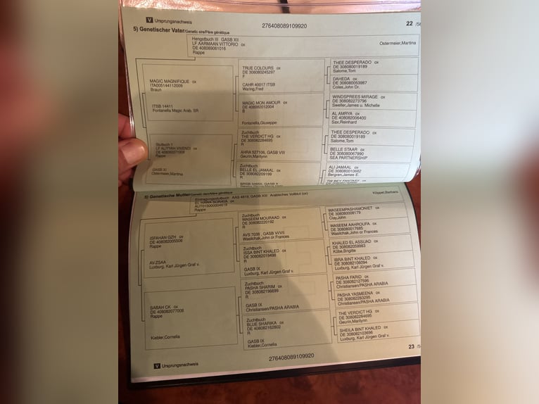 Purosangue arabo Giumenta 6 Anni 154 cm Morello in Mengen