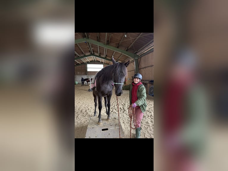 Purosangue arabo Giumenta 6 Anni 154 cm Morello in Mengen