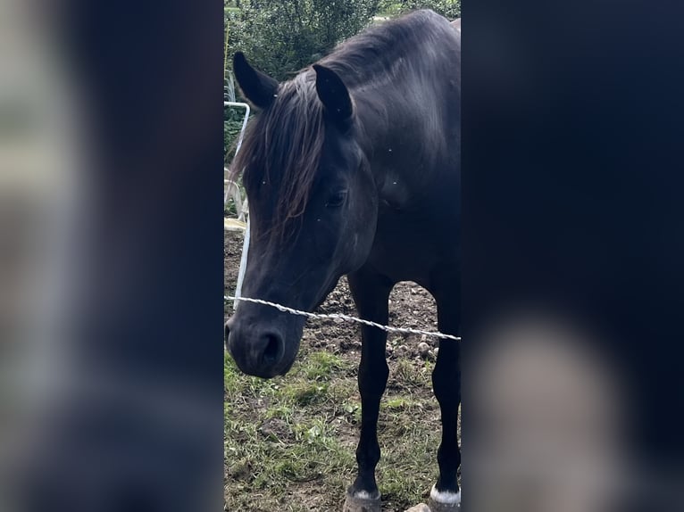 Purosangue arabo Giumenta 6 Anni 154 cm Morello in Mengen