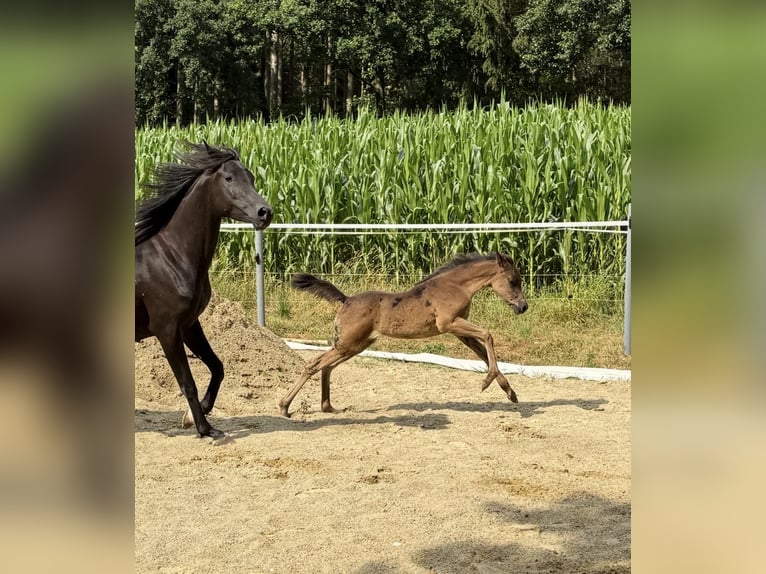 Purosangue arabo Giumenta 6 Anni 154 cm Morello in Mengen