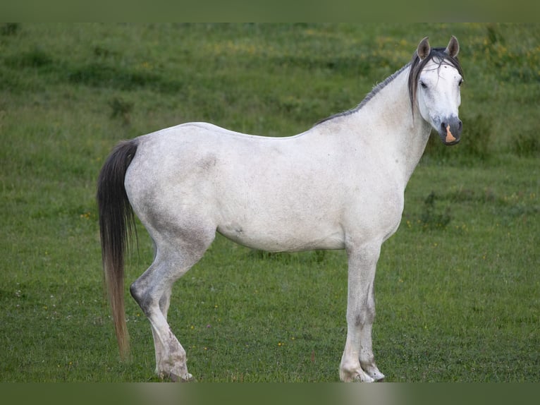 Purosangue arabo Giumenta 6 Anni 155 cm Grigio in Mariagerfjord