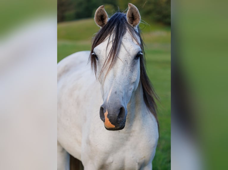 Purosangue arabo Giumenta 6 Anni 155 cm Grigio in Mariagerfjord