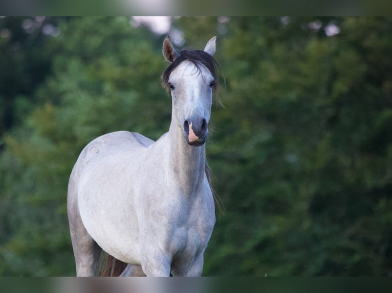 Purosangue arabo Giumenta 6 Anni 155 cm Grigio in Mariagerfjord