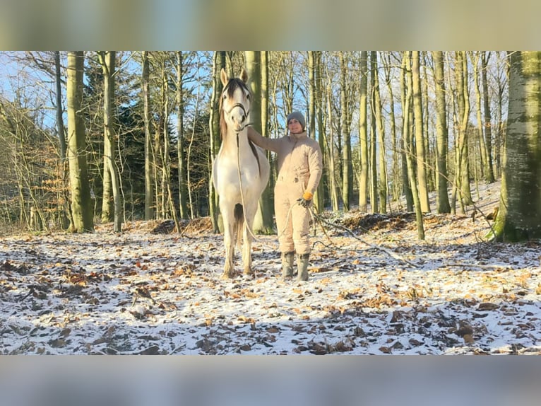 Purosangue arabo Giumenta 6 Anni 155 cm Grigio in Mariagerfjord