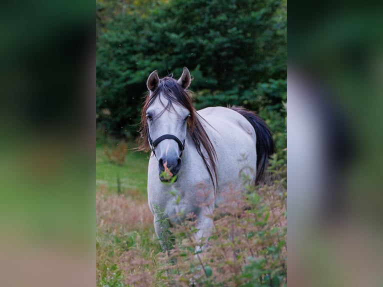 Purosangue arabo Giumenta 6 Anni 155 cm Grigio in Mariagerfjord