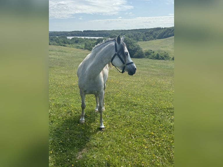 Purosangue arabo Giumenta 6 Anni 155 cm Grigio in Mariagerfjord