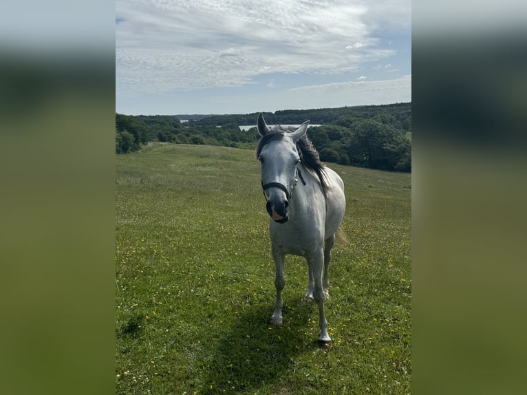Purosangue arabo Giumenta 6 Anni 155 cm Grigio in Mariagerfjord