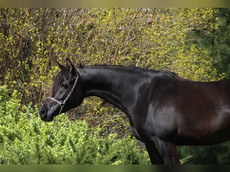 Purosangue arabo Giumenta 6 Anni 155 cm Morello in Santok
