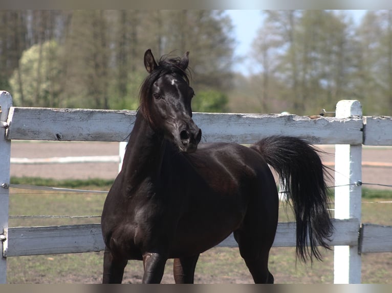 Purosangue arabo Giumenta 6 Anni 155 cm Morello in Santok