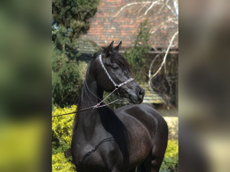 Purosangue arabo Giumenta 6 Anni 156 cm Morello in Santok