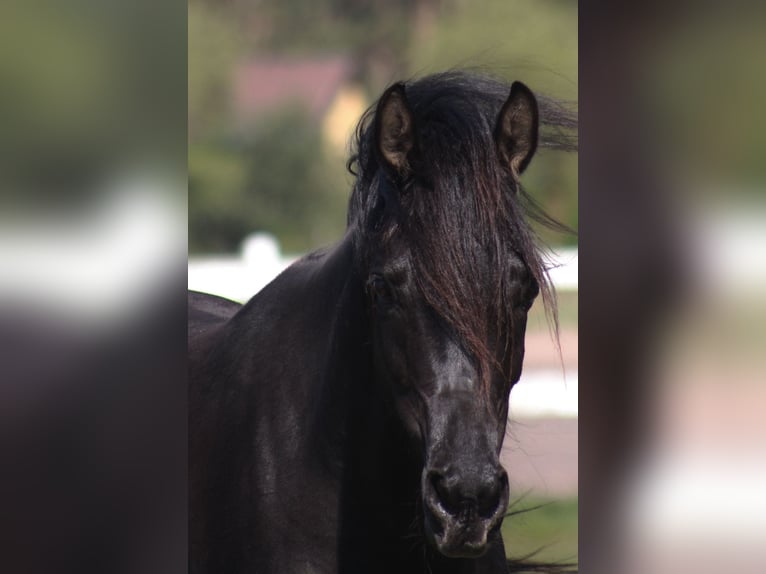 Purosangue arabo Giumenta 6 Anni 156 cm Morello in Santok