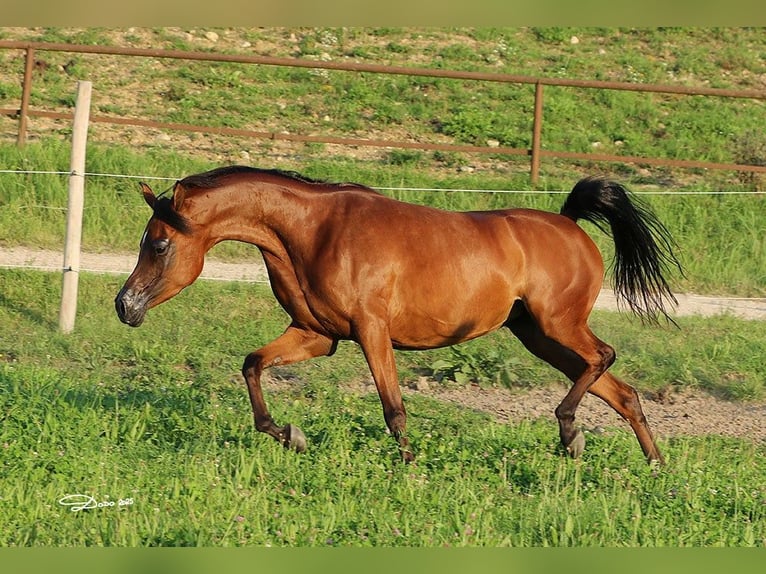 Purosangue arabo Giumenta 6 Anni 157 cm Baio in Wels