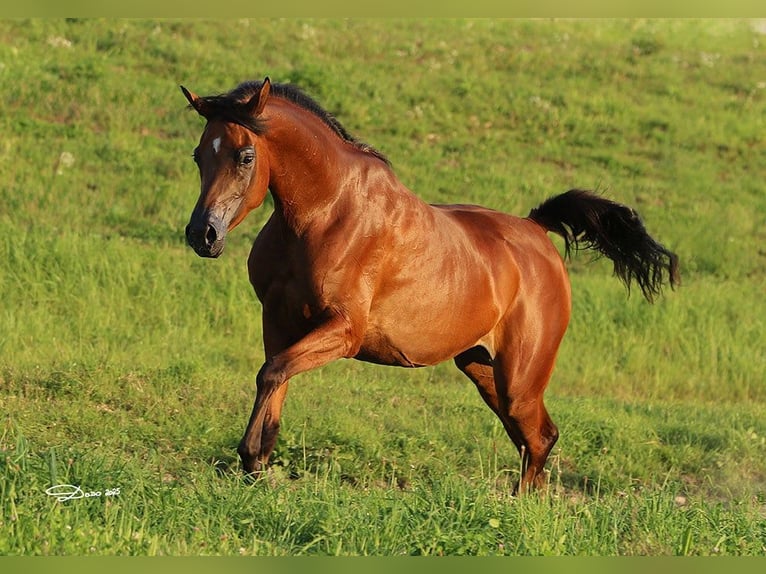 Purosangue arabo Giumenta 6 Anni 157 cm Baio in Wels