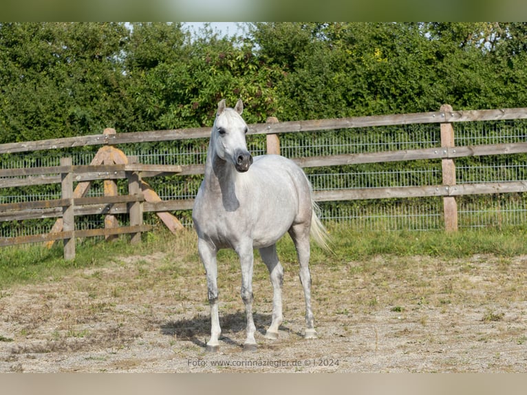 Purosangue arabo Giumenta 6 Anni Grigio in Nellingen