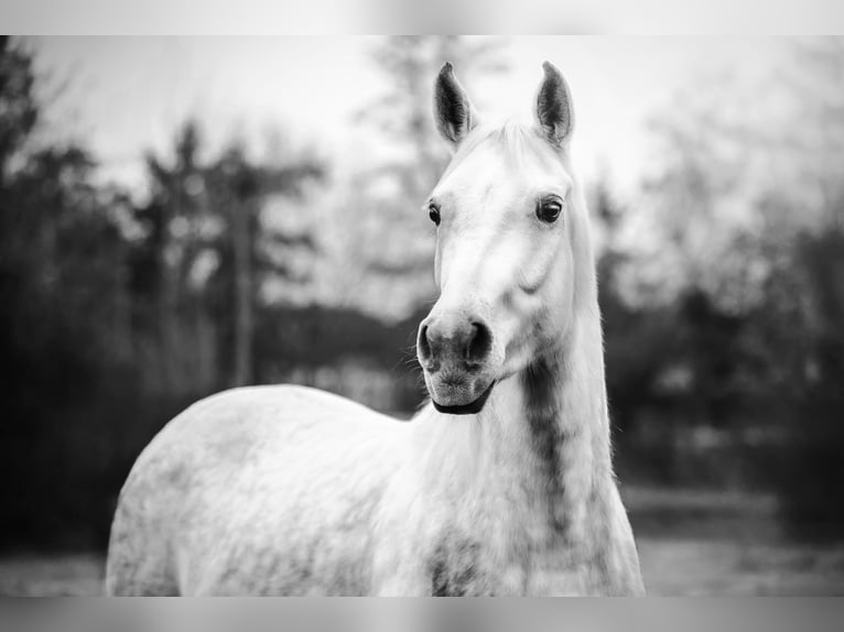 Purosangue arabo Giumenta 7 Anni 147 cm Grigio in Ehrenkirchen