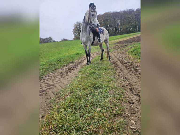 Purosangue arabo Giumenta 7 Anni 149 cm Grigio in Essen