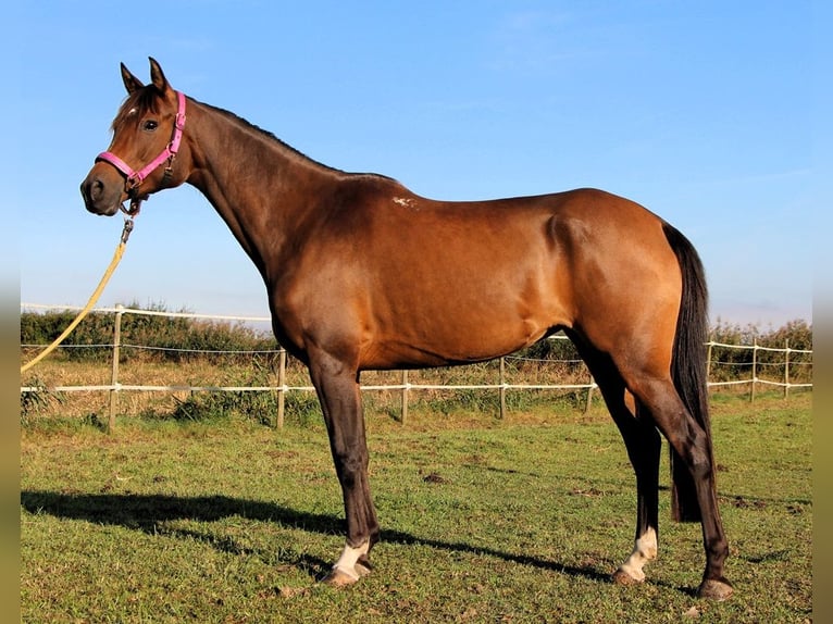 Purosangue arabo Giumenta 7 Anni 150 cm Baio scuro in Kehl