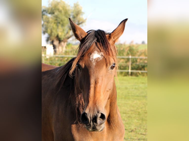 Purosangue arabo Giumenta 7 Anni 150 cm Baio scuro in Kehl