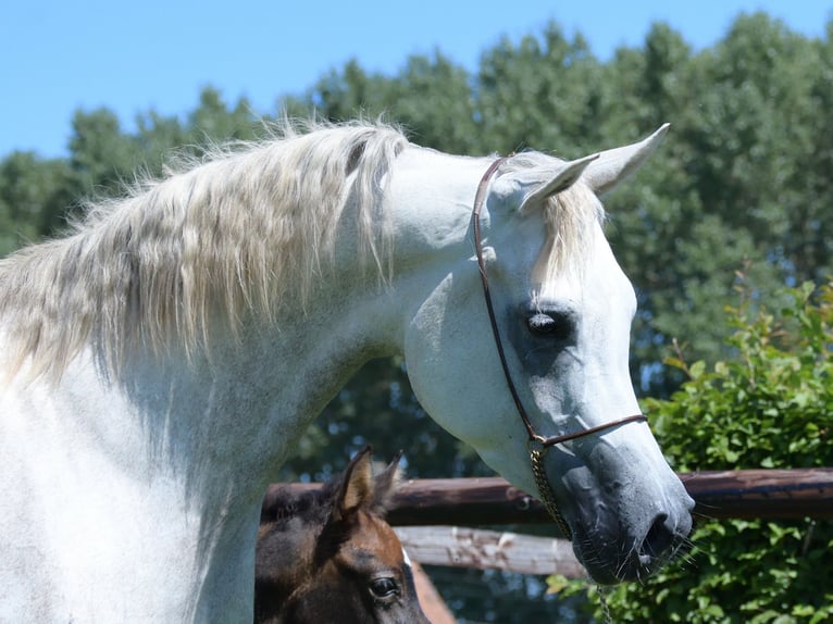Purosangue arabo Giumenta 7 Anni 150 cm Grigio in Rockanje