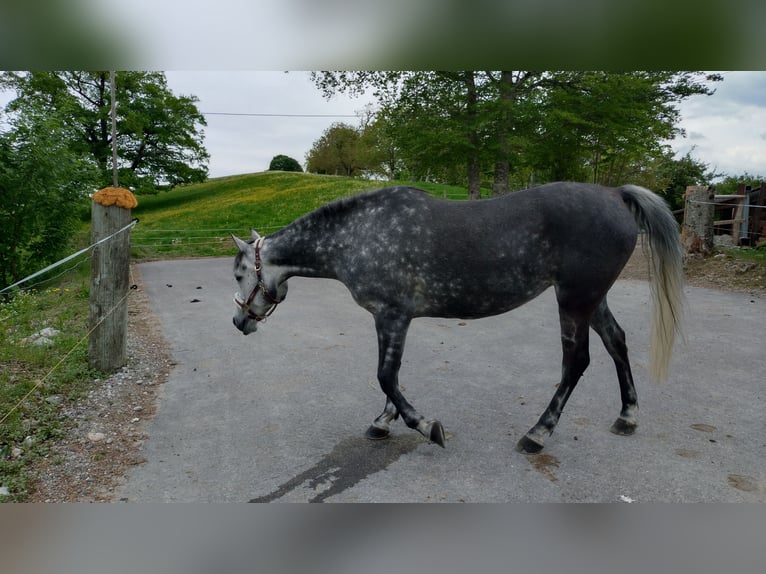 Purosangue arabo Mix Giumenta 7 Anni 150 cm Grigio pezzato in Uffing am Staffelsee