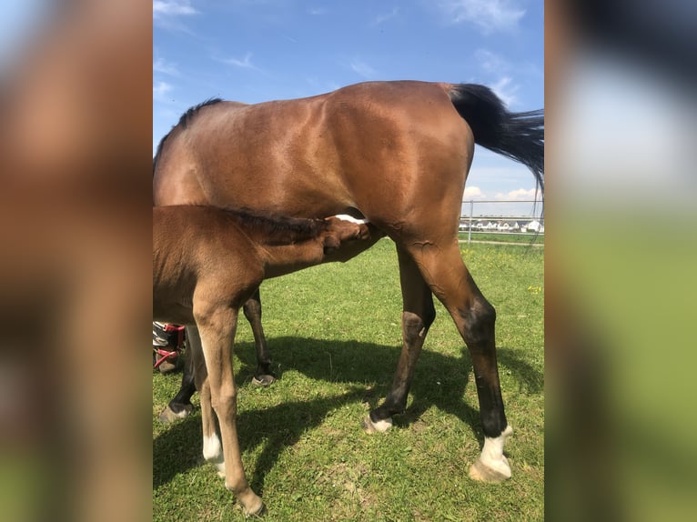 Purosangue arabo Giumenta 7 Anni 152 cm Baio in Senden