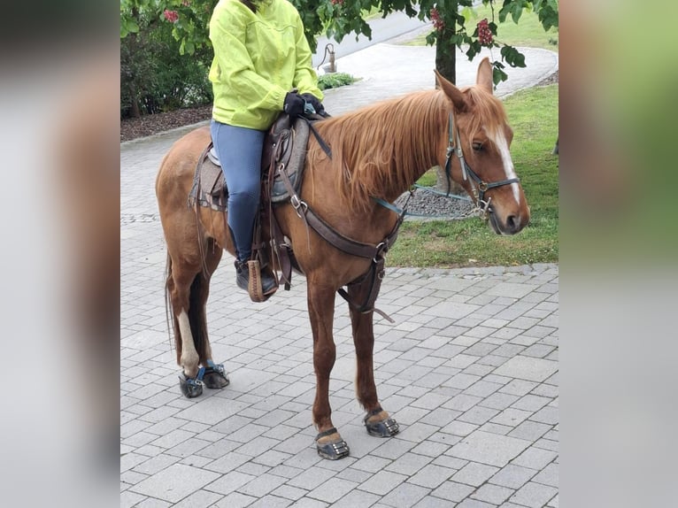 Purosangue arabo Giumenta 7 Anni 152 cm in Wörth an der Donau