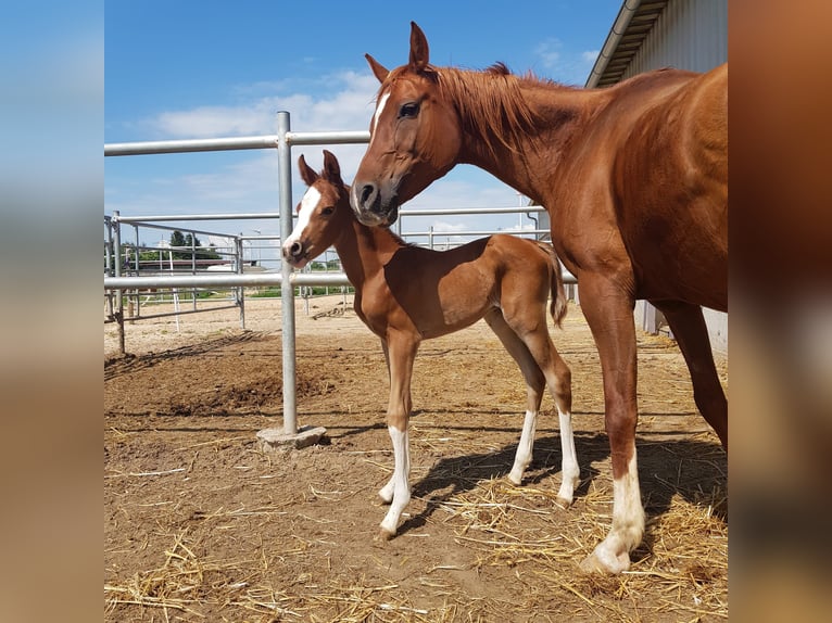 Purosangue arabo Giumenta 7 Anni 152 cm Morello in Hochborn