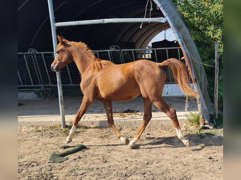 Purosangue arabo Giumenta 7 Anni 152 cm Morello in Hochborn