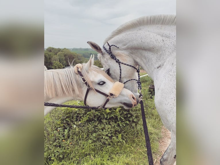 Purosangue arabo Giumenta 7 Anni 154 cm Bianco in Normandie