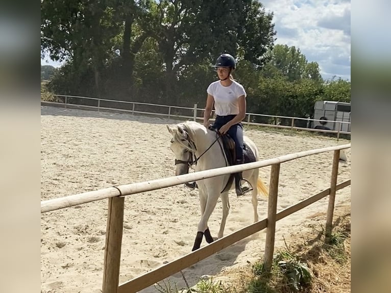 Purosangue arabo Giumenta 7 Anni 154 cm Bianco in Normandie