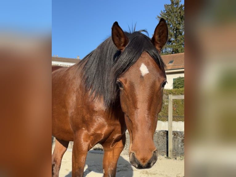 Purosangue arabo Giumenta 7 Anni 155 cm Baio in Penthaz