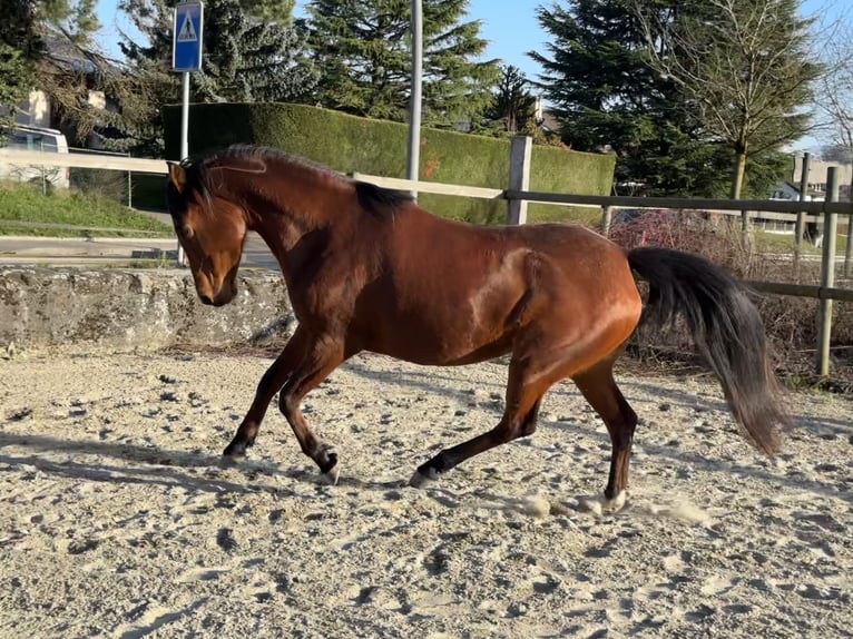 Purosangue arabo Giumenta 7 Anni 155 cm Baio in Penthaz