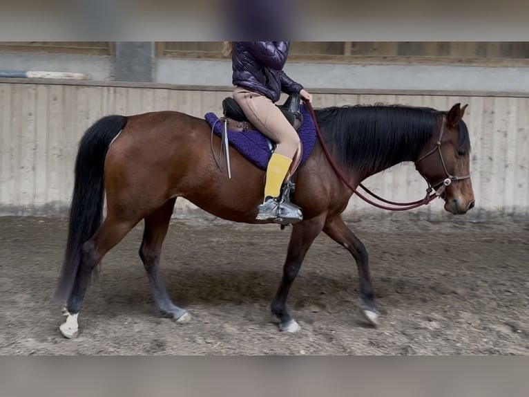 Purosangue arabo Giumenta 7 Anni 155 cm Baio in Penthaz