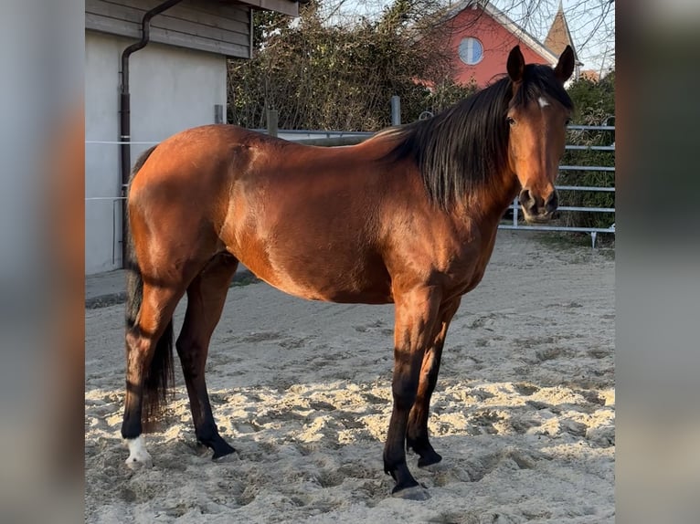 Purosangue arabo Giumenta 7 Anni 155 cm Baio in Penthaz