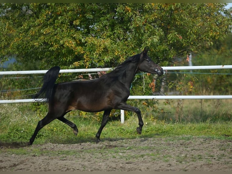 Purosangue arabo Giumenta 7 Anni 155 cm Baio in Lodz