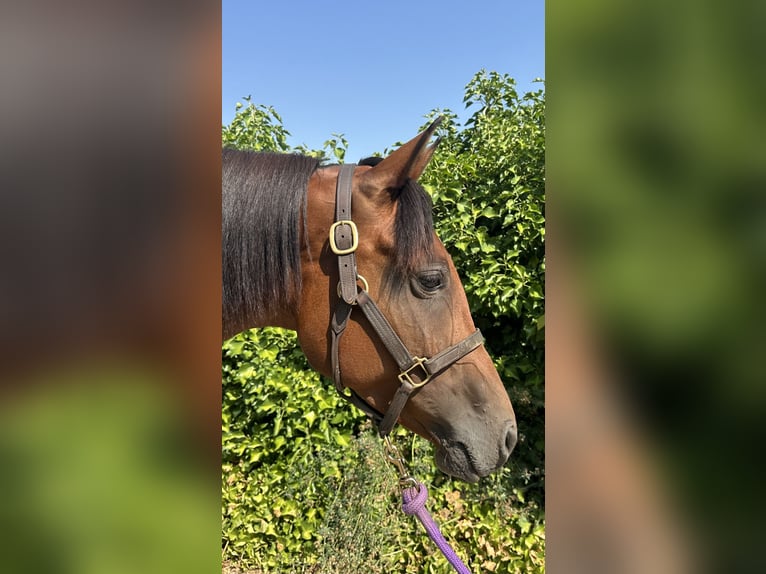 Purosangue arabo Giumenta 7 Anni 155 cm Baio in Penthaz