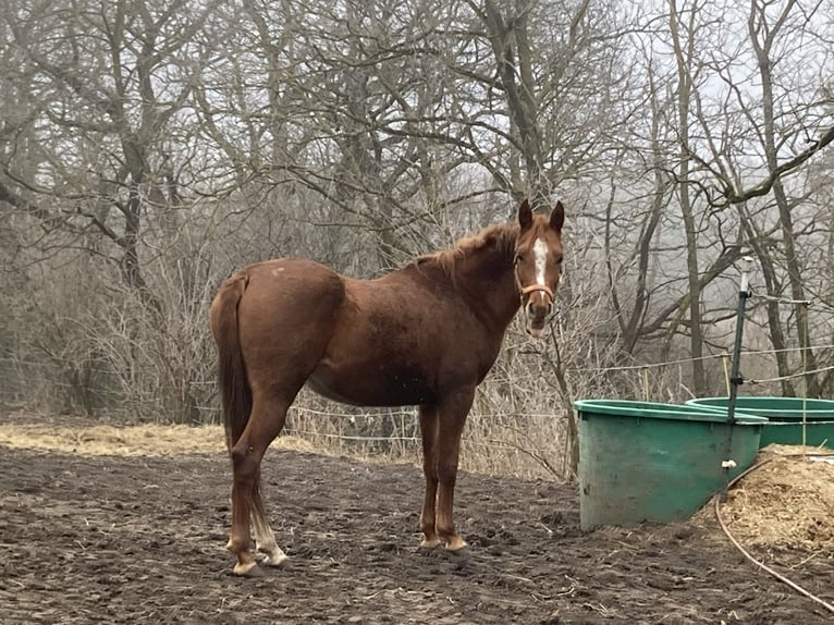 Purosangue arabo Giumenta 7 Anni 155 cm Sauro in Theras