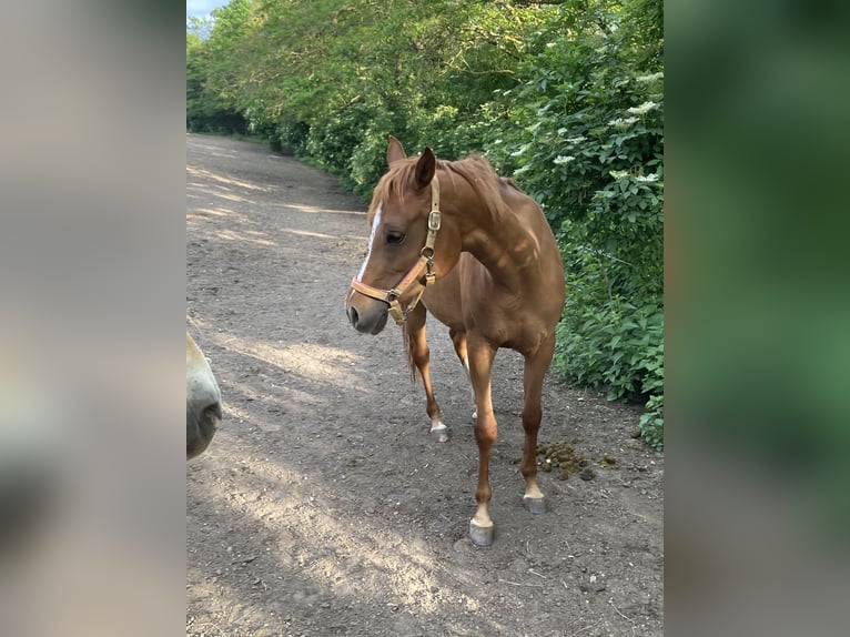 Purosangue arabo Giumenta 7 Anni 155 cm Sauro in Theras