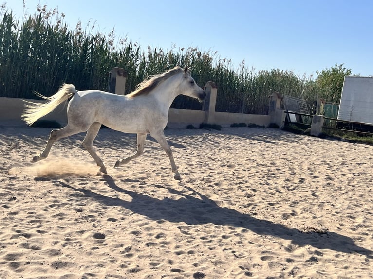 Purosangue arabo Giumenta 7 Anni 157 cm Grigio in Guardamar del Segura