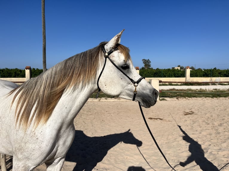 Purosangue arabo Giumenta 7 Anni 157 cm Grigio in Guardamar del Segura