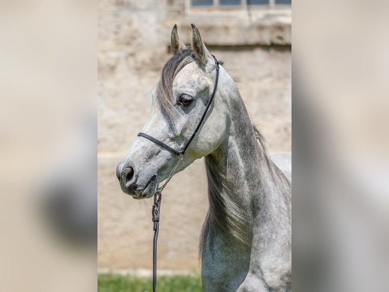 Purosangue arabo Giumenta 8 Anni 151 cm Grigio in Gomadingen