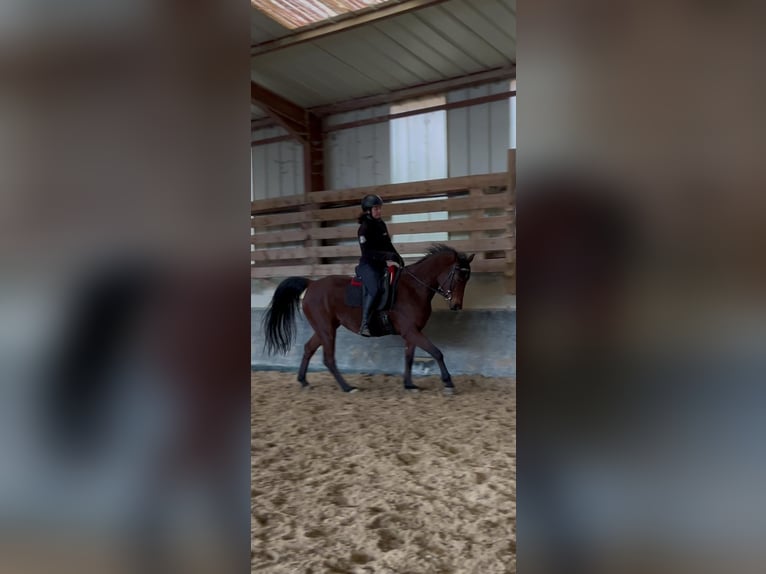 Purosangue arabo Giumenta 8 Anni 152 cm Baio nero in Lautenbach