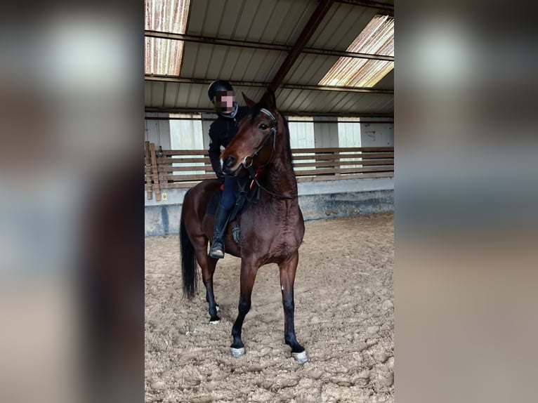 Purosangue arabo Giumenta 8 Anni 152 cm Baio nero in Lautenbach
