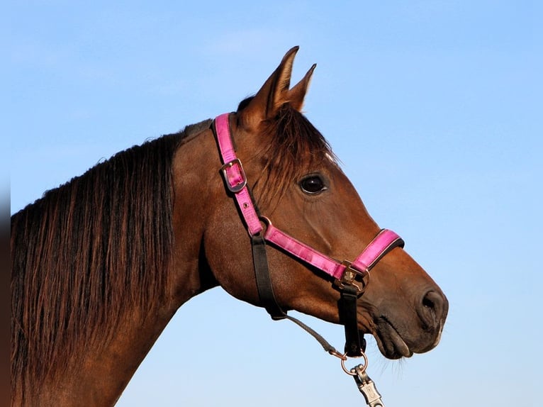 Purosangue arabo Giumenta 8 Anni 152 cm Baio scuro in Kehl